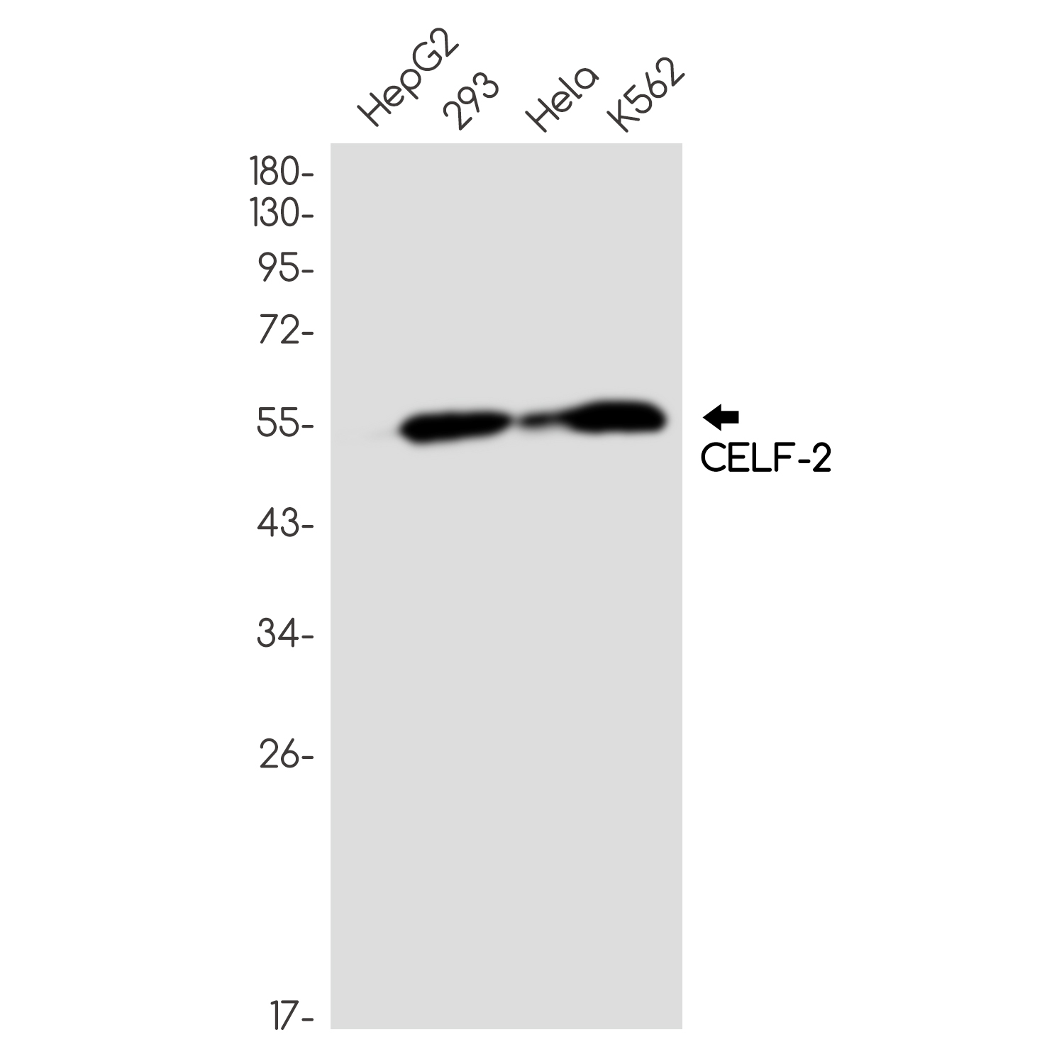 Rabbit Monoclonal Antibody to CELF2