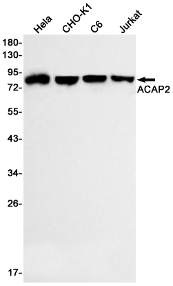 ACAP2