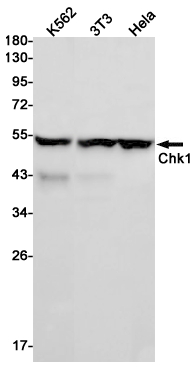 Chk1
