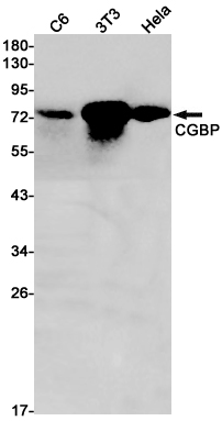 Rabbit Monoclonal Antibody to Chk1