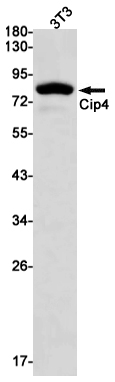 CIP4