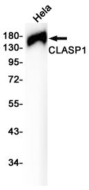 CLASP1