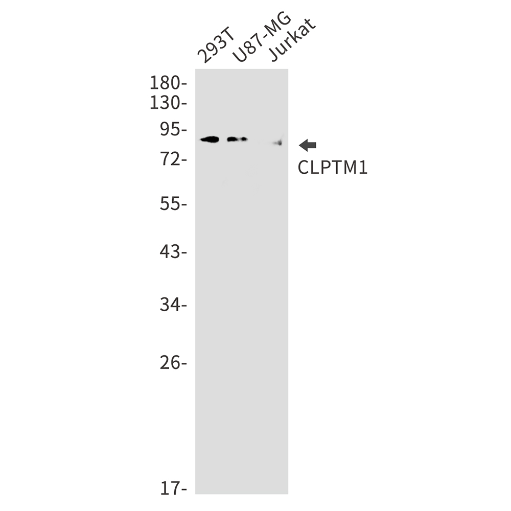 CLPTM1