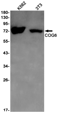 COG6