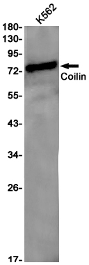 Coilin