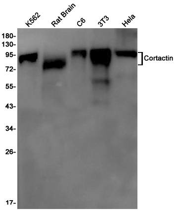 Cortactin
