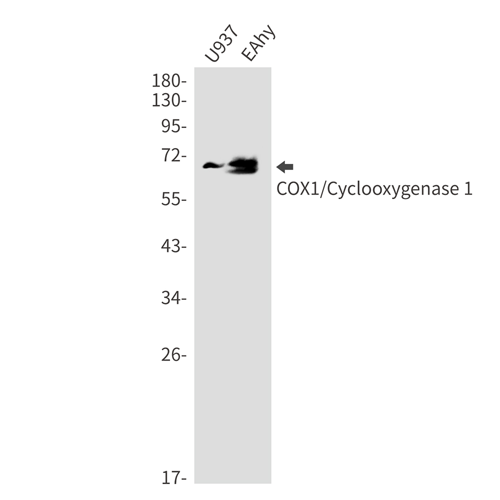 Cyclooxygenase 1