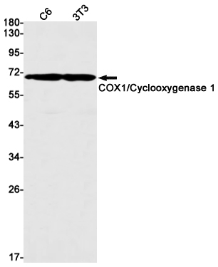 Rabbit Monoclonal Antibody to Cyclooxygenase 1