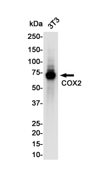 Cyclooxygenase 2