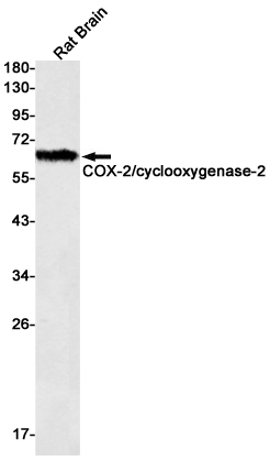 Cyclooxygenase 2