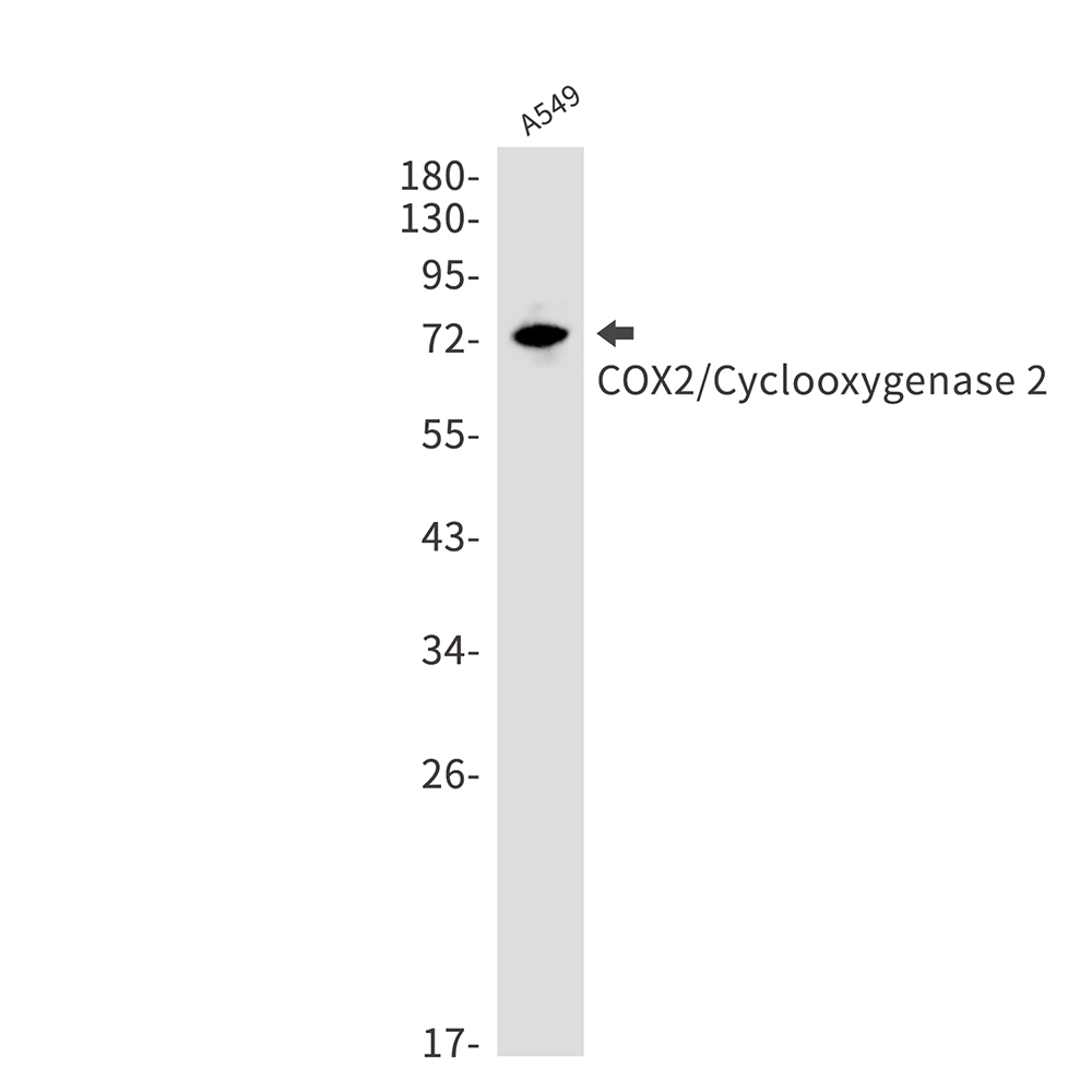 Cyclooxygenase 2