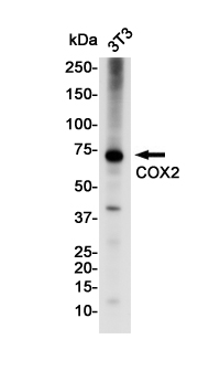 Rabbit Monoclonal Antibody to Cyclooxygenase 2