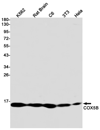 COX5B