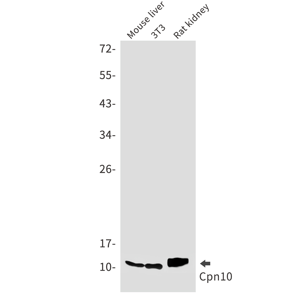 Cpn10