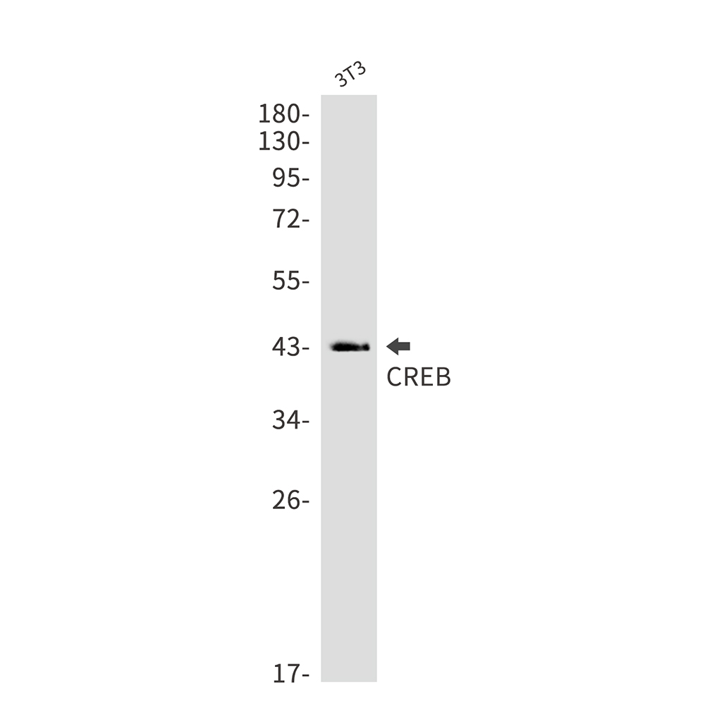 CREB
