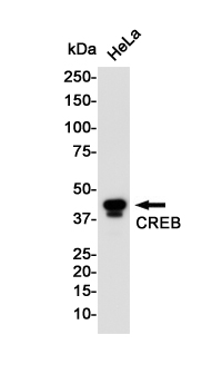 Rabbit Monoclonal Antibody to CREB