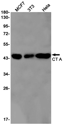 CT A