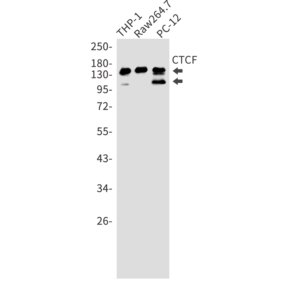 CTCF
