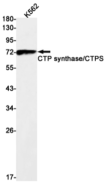 CTP Synthase