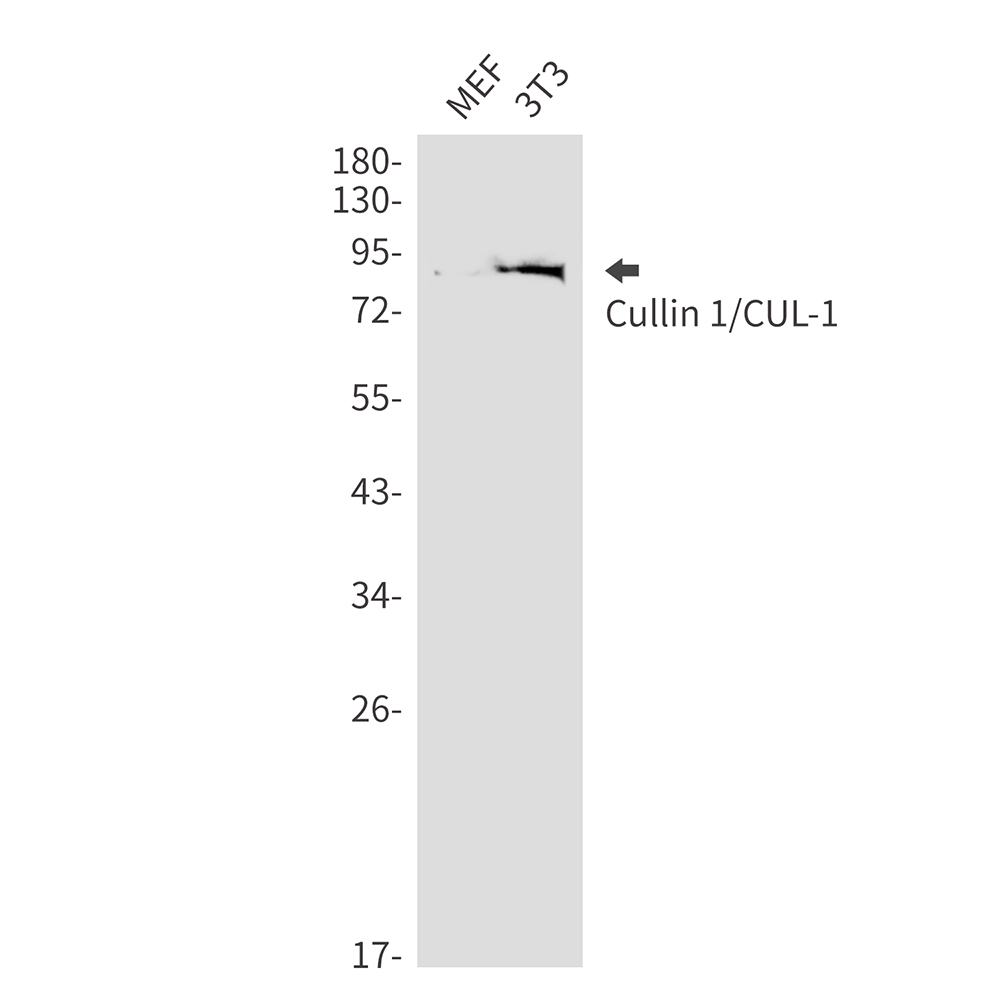 Cullin 1