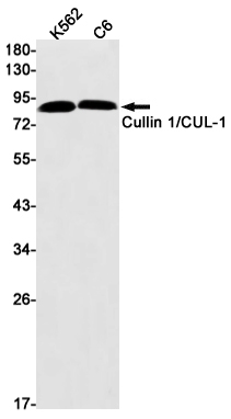 Rabbit Monoclonal Antibody to Cullin 1