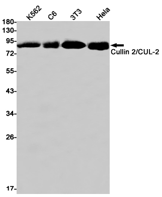 Cullin 2
