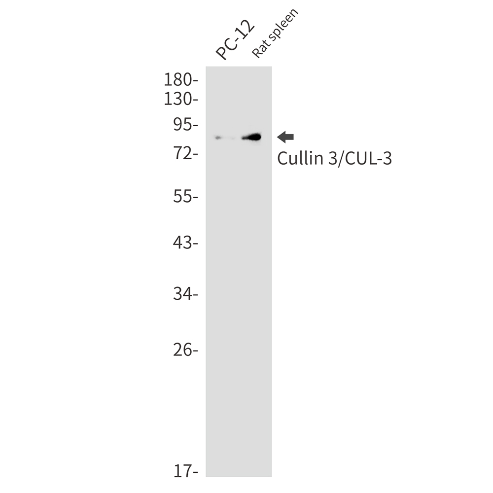 Cullin 3