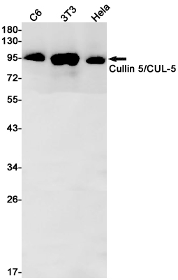 Cullin 5