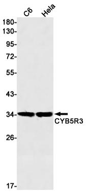 CYB5R3