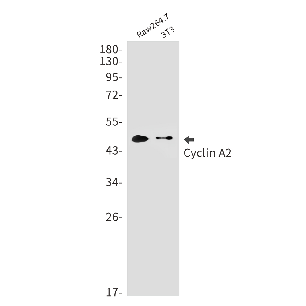 Cyclin A2