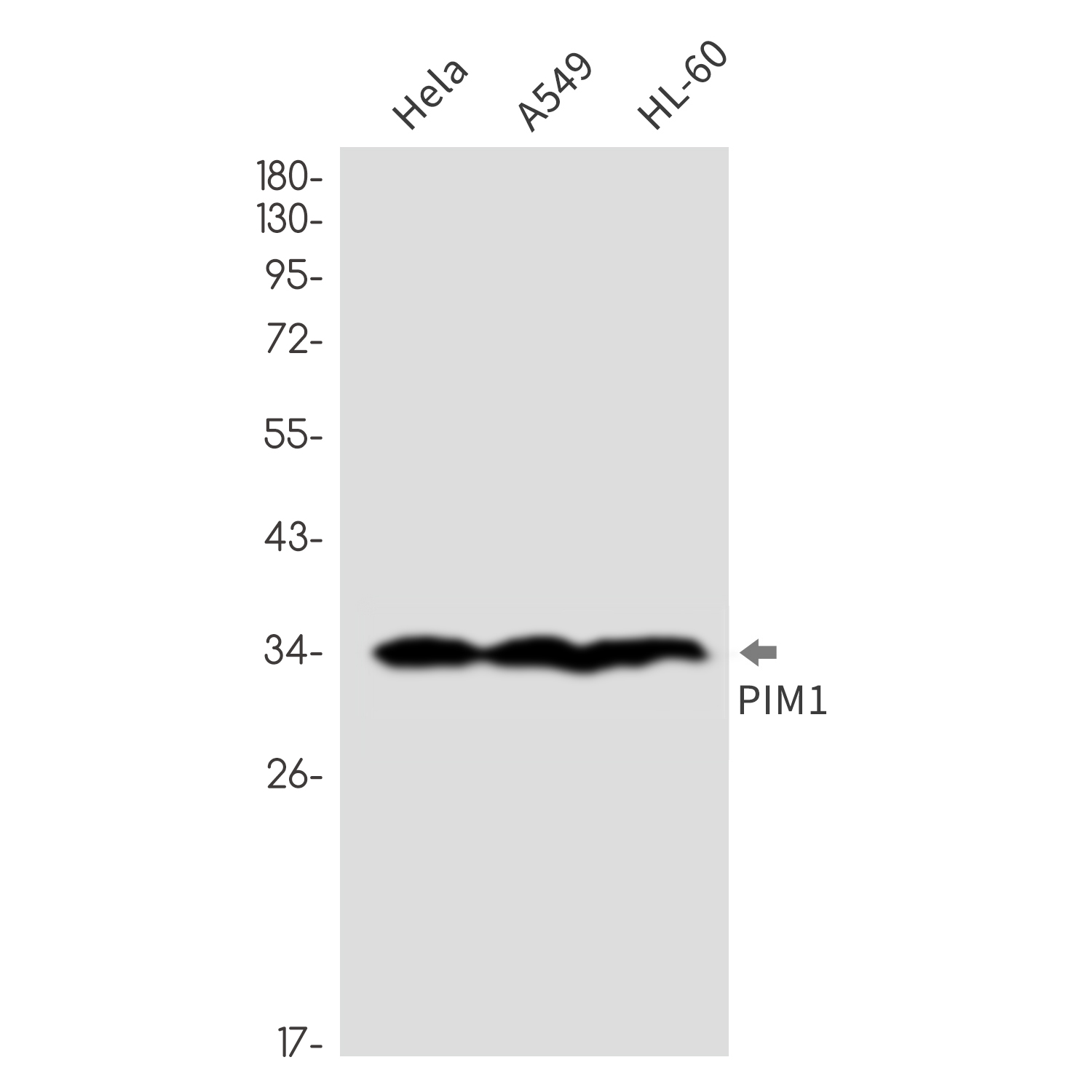 Rabbit Monoclonal Antibody to Cyclin A2