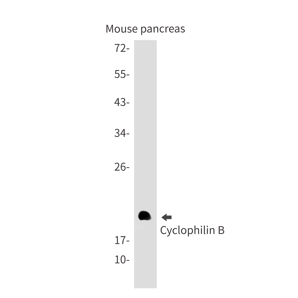 Cyclophilin B