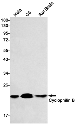 Rabbit Monoclonal Antibody to Cyclophilin B