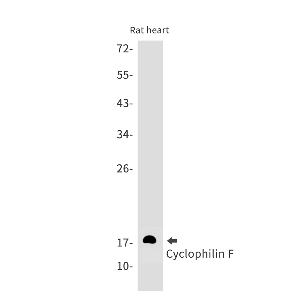 Cyclophilin F