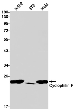 Rabbit Monoclonal Antibody to Cyclophilin F