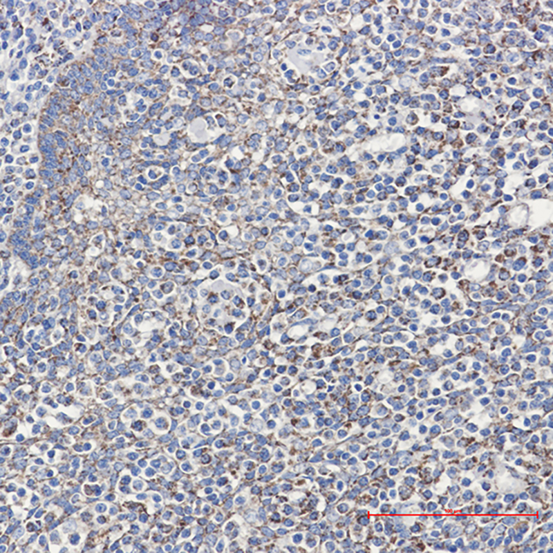Rabbit Monoclonal Antibody to Cyclophilin F