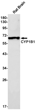 Cytochrome P450 1B1