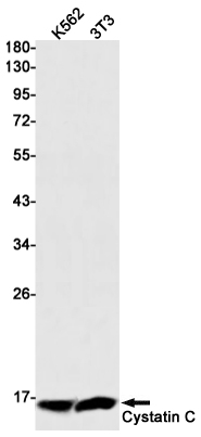 Rabbit Monoclonal Antibody to Cystatin C