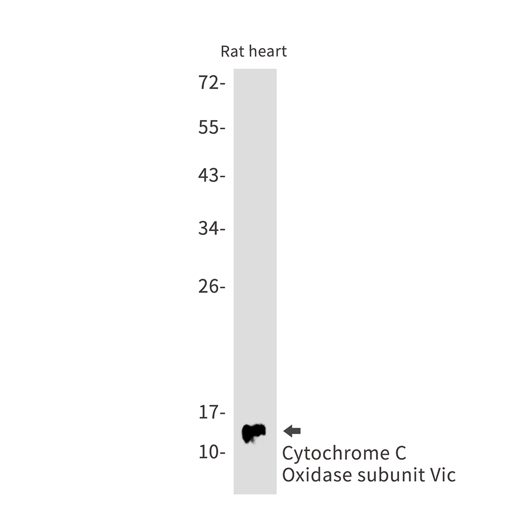 Cytochrome C Oxidase subunit Vic