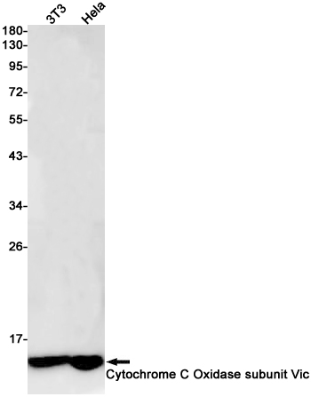 Rabbit Monoclonal Antibody to Cytochrome C Oxidase subunit Vic