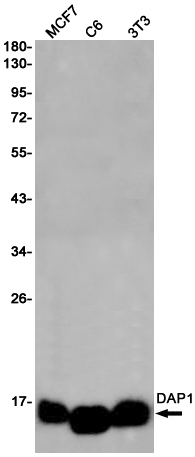 DAP1