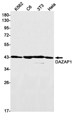 DAZAP1