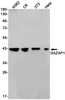 DAZAP1