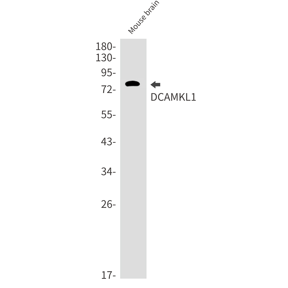 DCAMKL1
