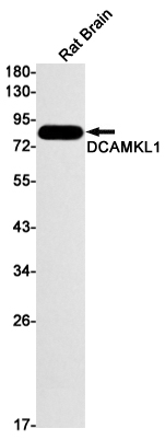 Rabbit Monoclonal Antibody to DCAMKL1