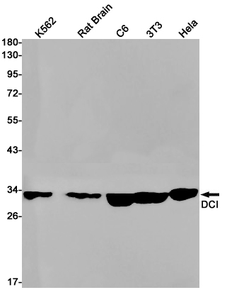 DCI