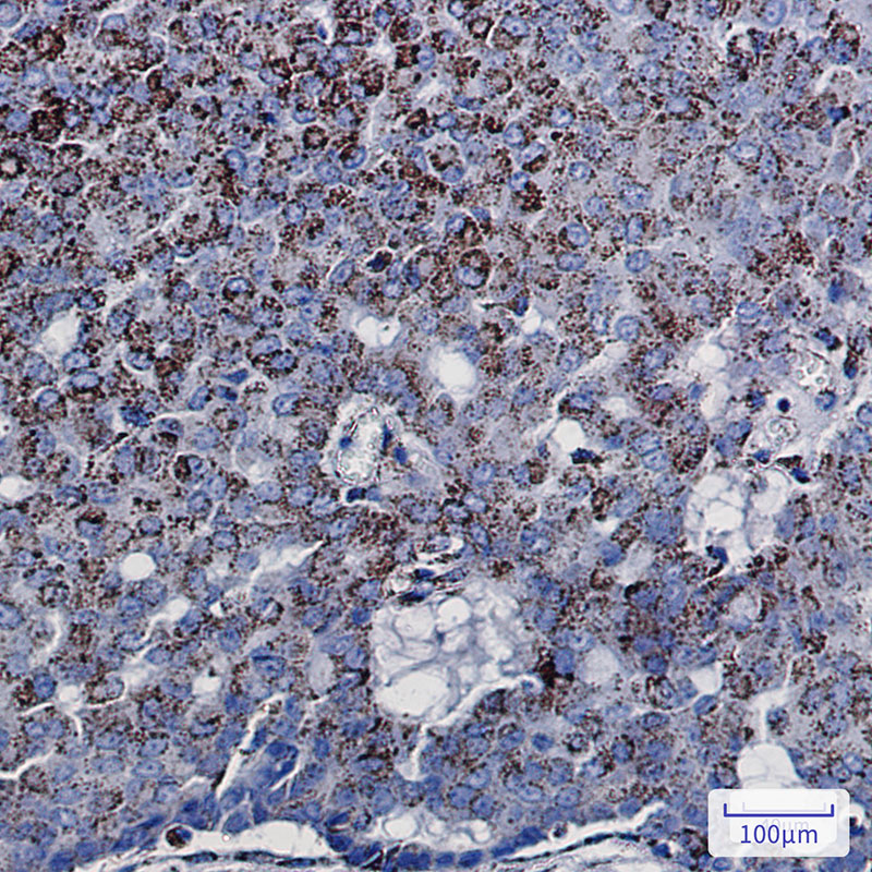 Rabbit Monoclonal Antibody to DCI
