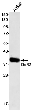 DcR2