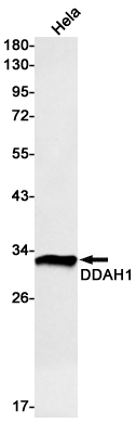 DDAH1