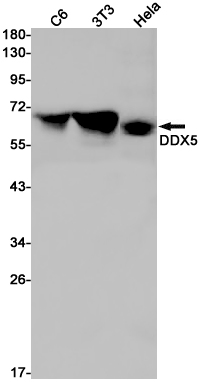 DDX5